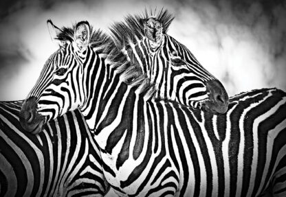 Black And White Zebras(10092WM) - Image 2