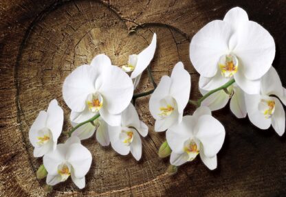 Flowers White Orchids Wood Background(1014WM) - Image 2