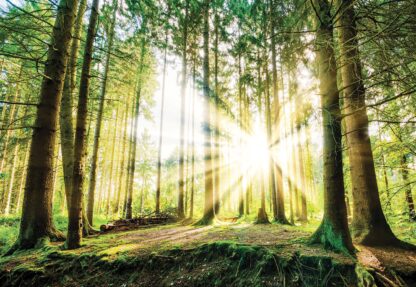 Sunrise Through The Forest Trees(10143WM) - Image 2