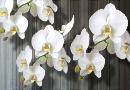 Flowers White Orchids(1015WM) - Image 2