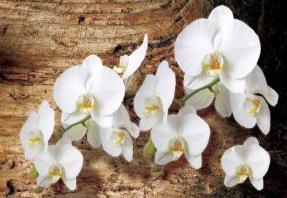Flowers White Orchids Wood Background(1017WM) - Image 2