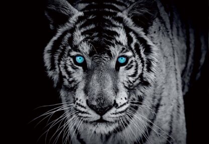 Black And White Tiger Blue Eyes(10202WM) - Image 2