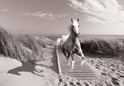 Horse Galloping On Beach Black And White(10229WM) - Image 2