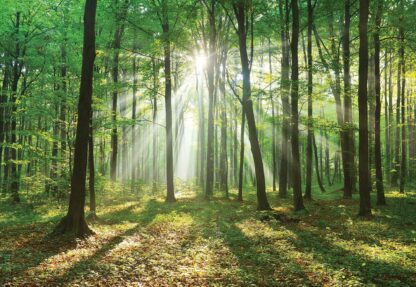 Green Forest(10329WM) - Image 2