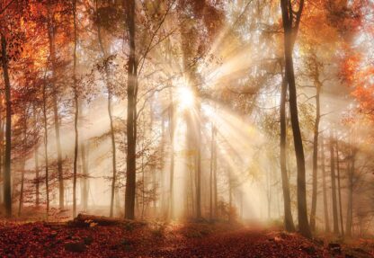 Autumn Trees Forest Sunshine(10471WM) - Image 2
