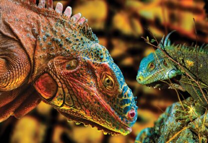 Iguanas(10568WM) - Image 2