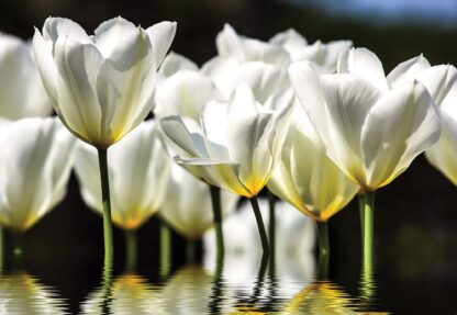 White Flowers(1101WM) - Image 2