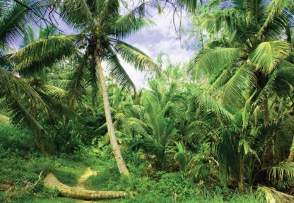 Jungle(11349WM) - Image 2