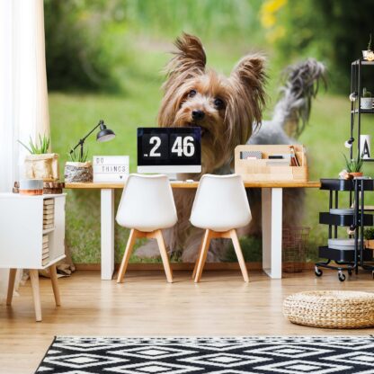 Dog(11372WM)