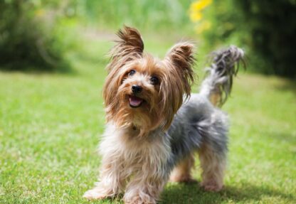 Dog(11372WM) - Image 2