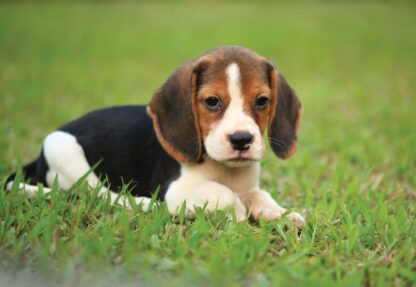 Dog(11374WM) - Image 2