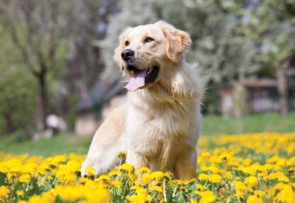 Golden Retriever Dog(11376WM) - Image 2
