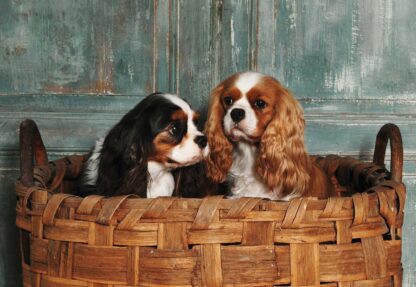 Spaniel Dogs(11379WM) - Image 2