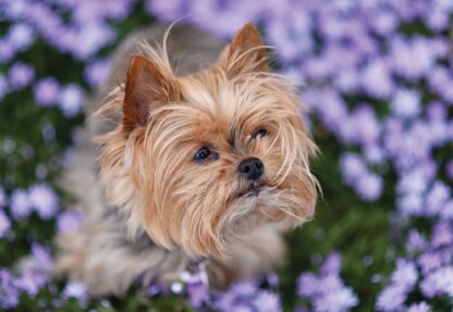Dog(11381WM) - Image 2
