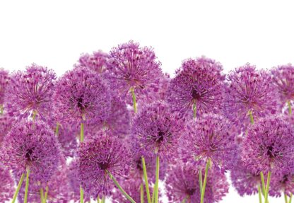 Purple Flowers(11398WM) - Image 2