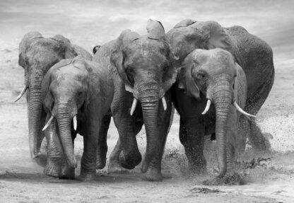 Elephants Black And White Animals(11578WM) - Image 2