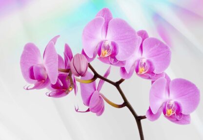 Flowers Orchids(116WM)