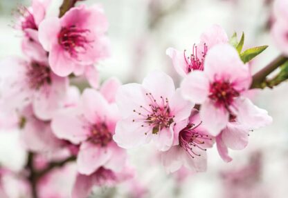 Fototapeet Cherry Blossom Flowers(1168WM)- XXL 312X219CM - Image 2