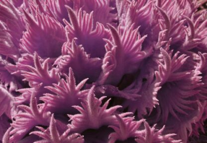 Pink Organic Texture(11680WM) - Image 2