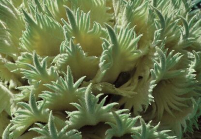 Green Organic Texture(11681WM) - Image 2