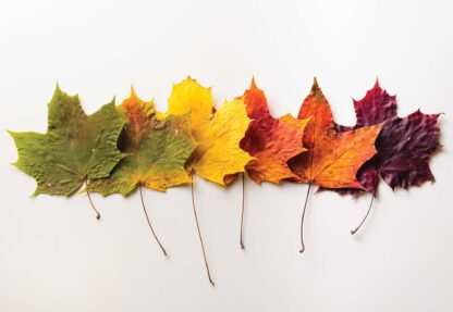 Autumn Leaves(11719WM) - Image 2
