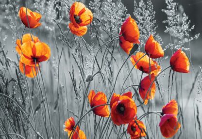 Orange Poppies Black And White(11746WM) - Image 2