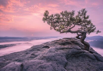 Purple Sky Mountain Tree(11749WM) - Image 2