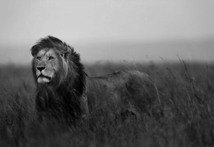 Black And White Lion(11760WM) - Image 2