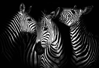 Black And White Zebras(11761WM) - Image 2