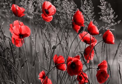 Red Poppies Black And White(11763WM) - Image 2