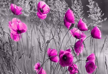 Purple Poppies Black And White(11764WM) - Image 2