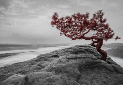 Mountain Tree(11771WM) - Image 2