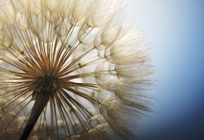Dandelion Macro(11792WM) - Image 2