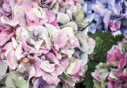 Hydrangea Flowers(12045WM) - Image 2
