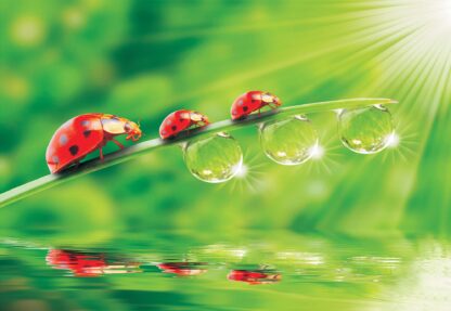 Ladybird(121WM) - Image 2