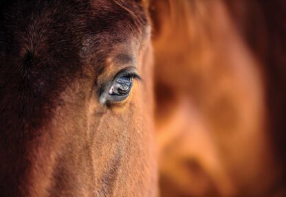 Beautiful Horse(1216WM) - Image 2
