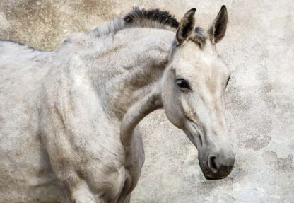 Beautiful White Horse(1218WM) - Image 2