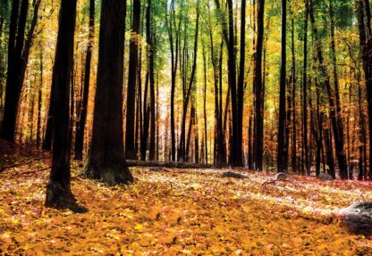 Orange Autumn Forest(1220WM) - Image 2