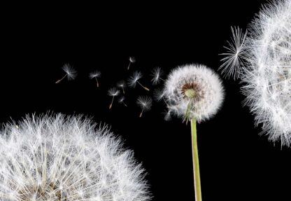Dandelion Flower(125WM) - Image 2