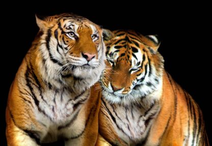 Tigers(130WM) - Image 2