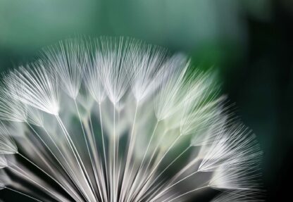 Dandelion Flower Nature(131WM) - Image 2