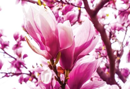 Magnolia Tree(1341WM) - Image 2