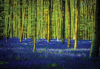 Blue Forest Trees(1440WM) - Image 2