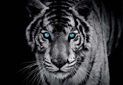 Tiger Animal(153WM) - Image 2