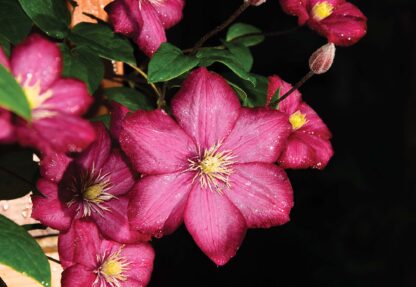 Pink Flowers(1556WM) - Image 2