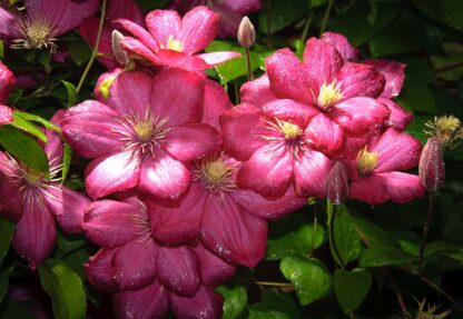 Pink Flowers(1557WM) - Image 2