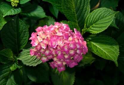 Flowers Hydrangea Pink(1561WM) - Image 2