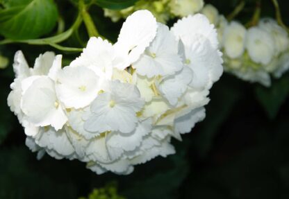 Flowers Hydrangea White(1564WM) - Image 2