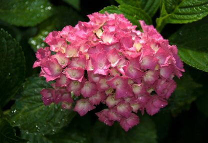 Flowers Hydrangea Pink(1565WM) - Image 2