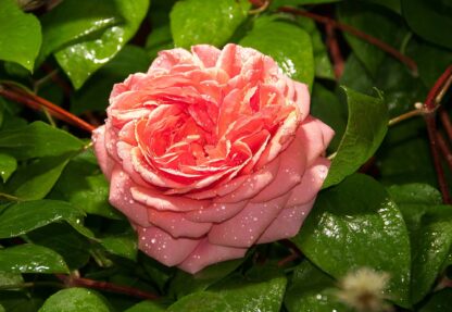 Pink Rose(1568WM) - Image 2